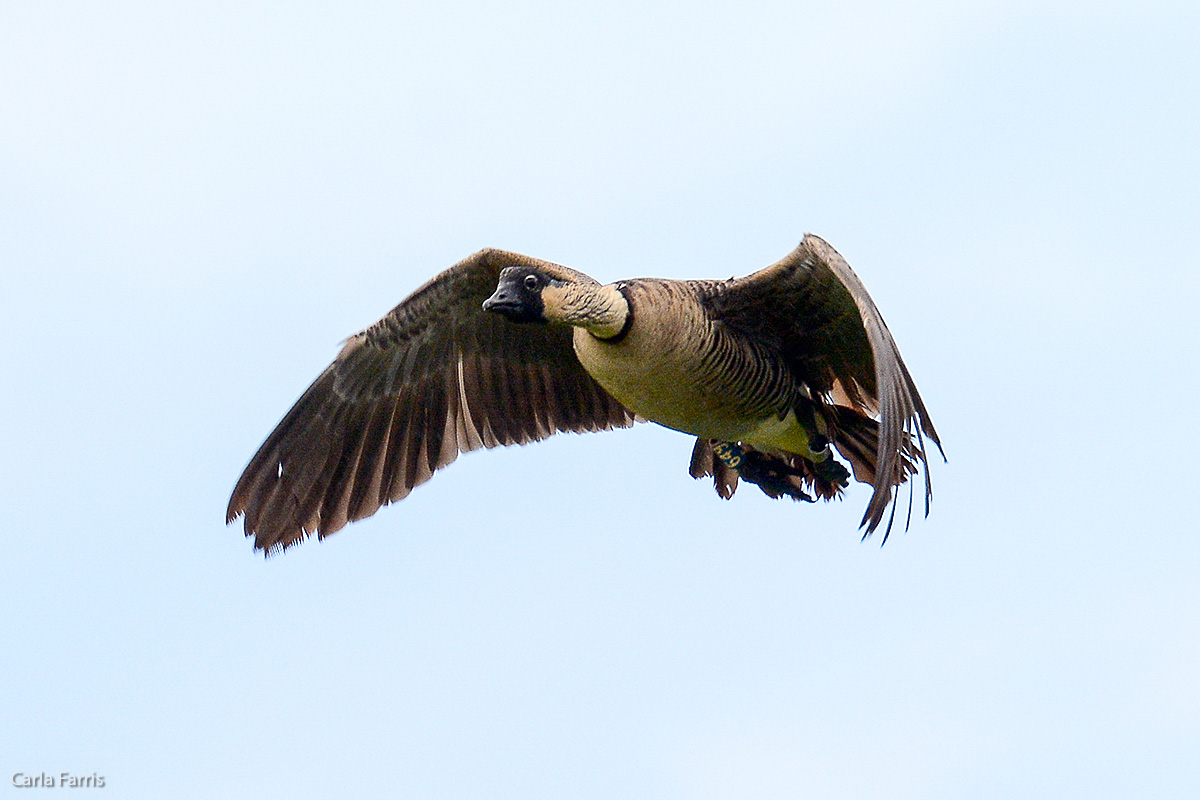 NeNe Geese near the Lighthouse