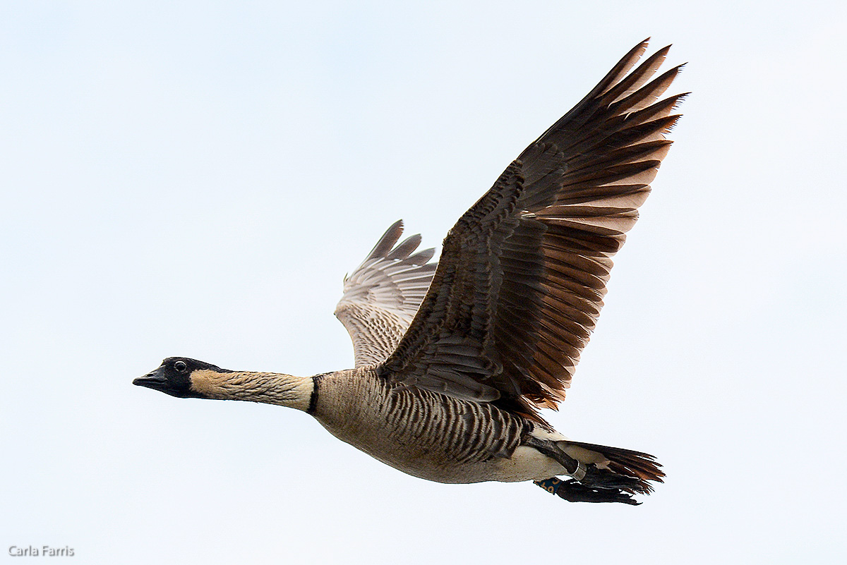 NeNe Geese near the Lighthouse