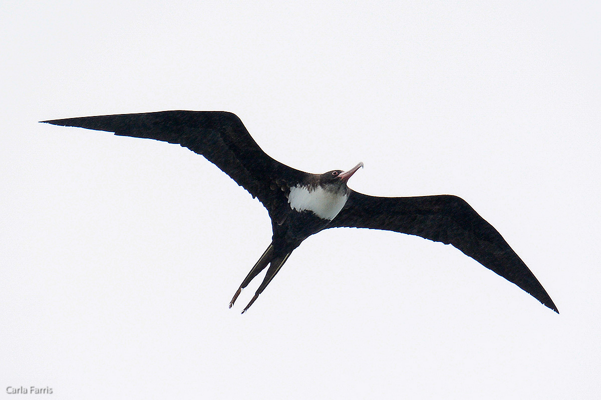 Frigatebird