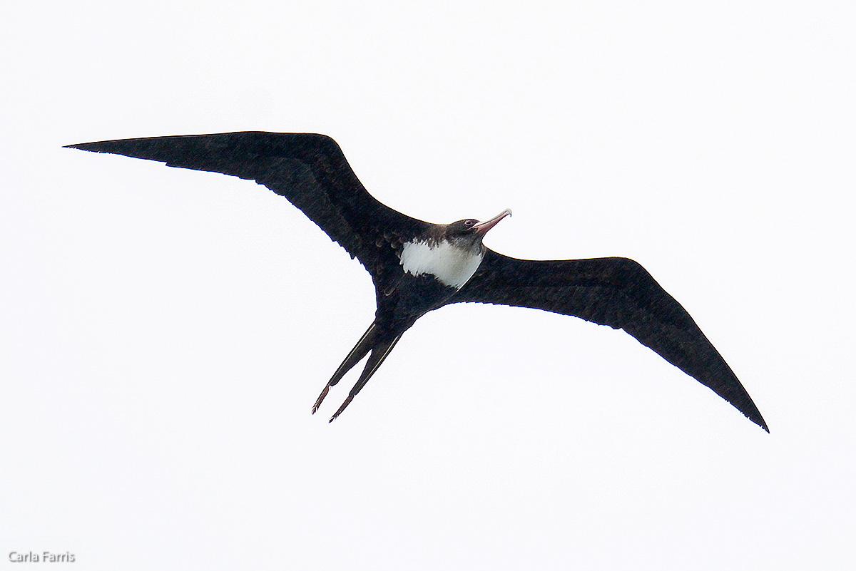 Frigatebird