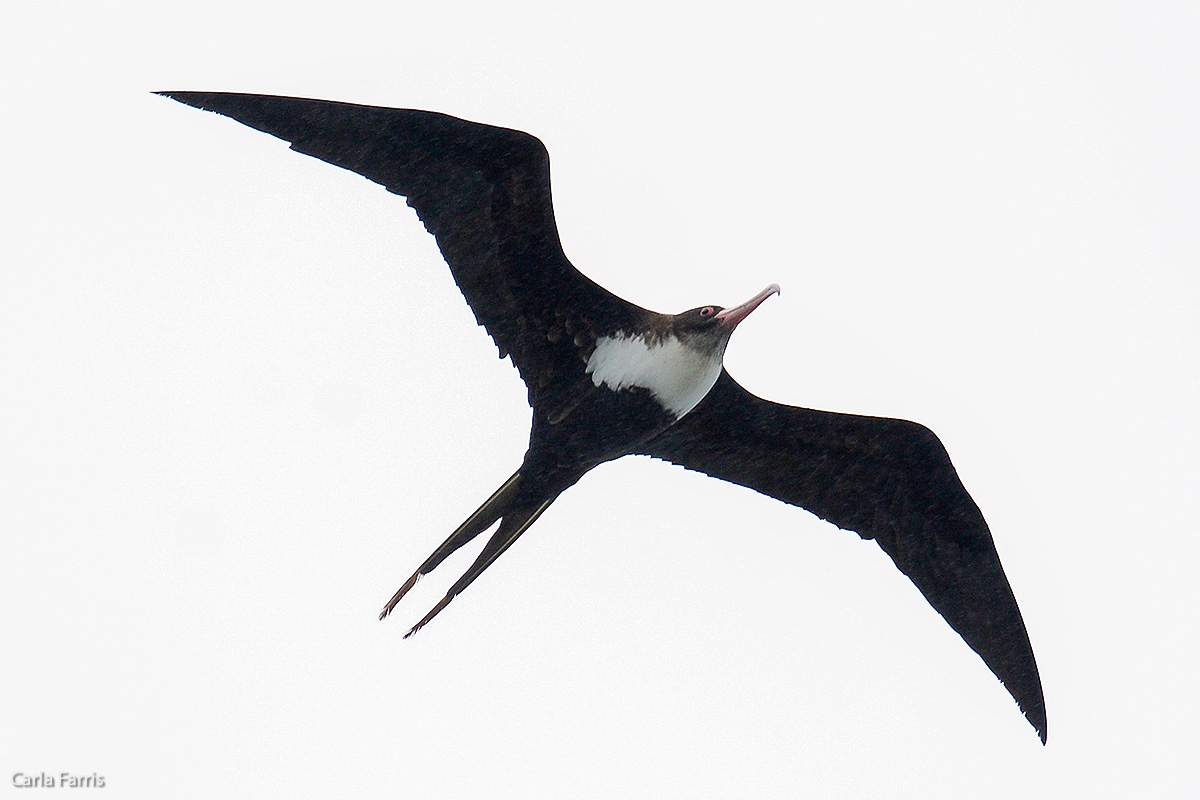 Frigatebird