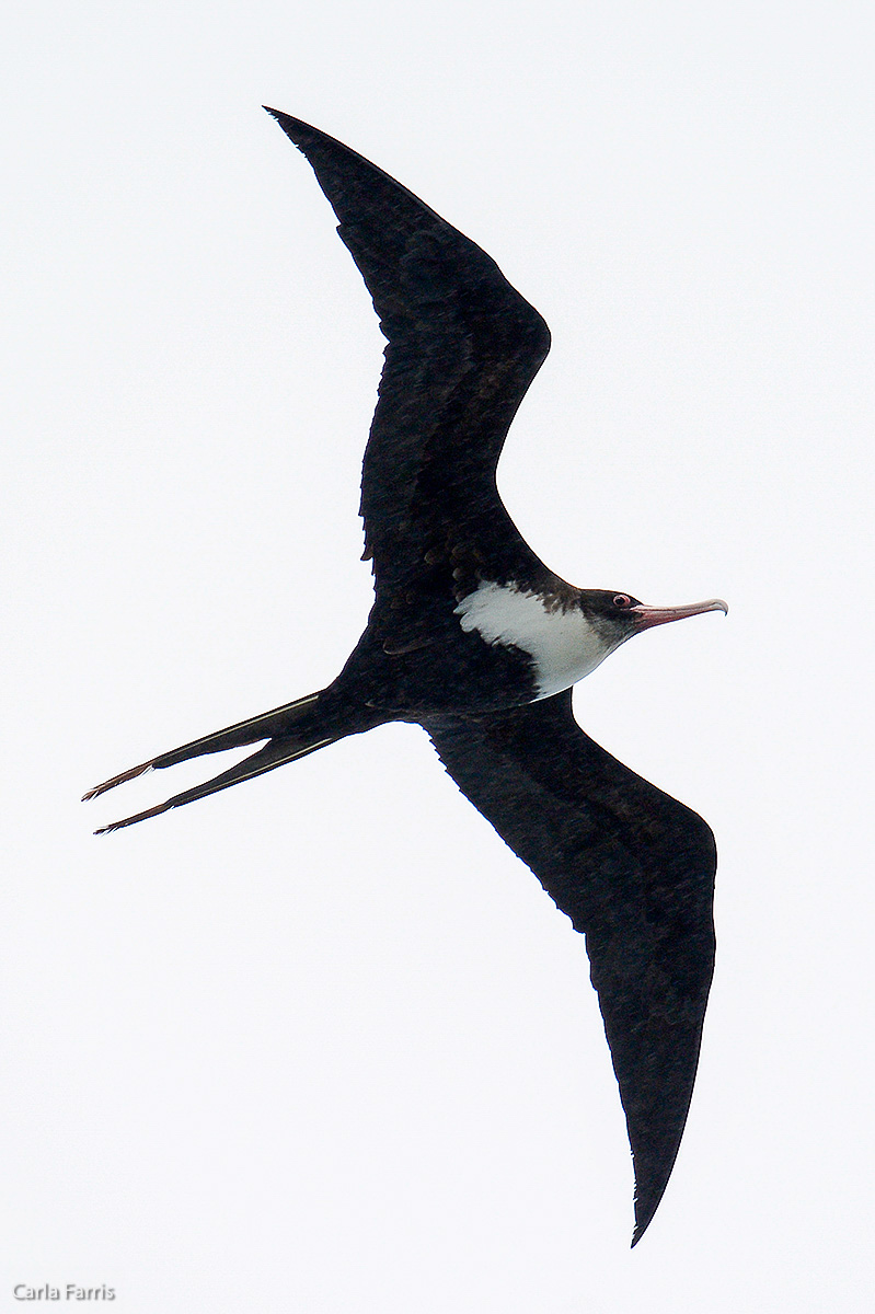 Frigatebird