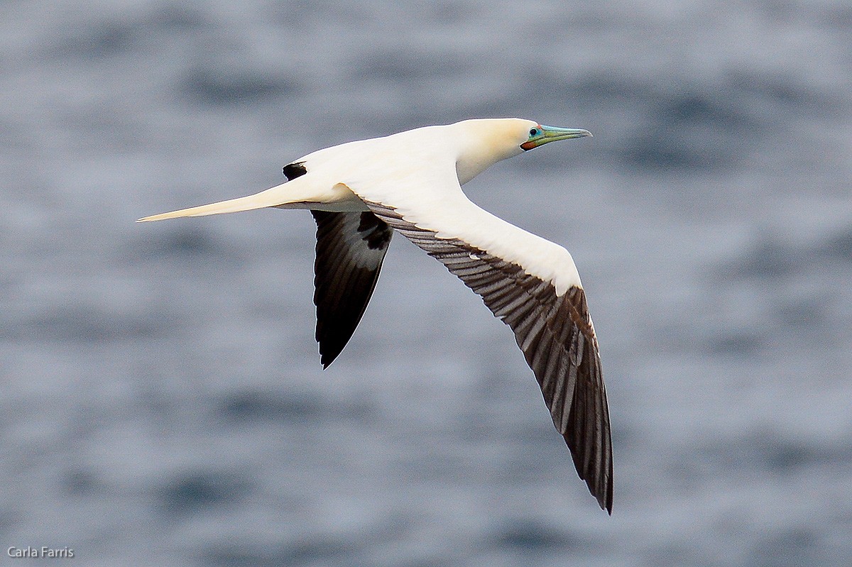 Red-Footed Booby