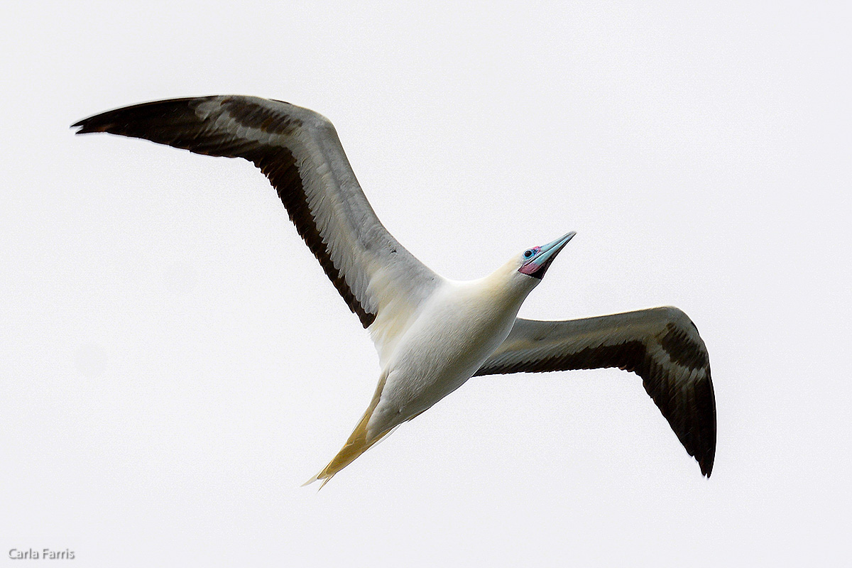 Red-Footed Booby