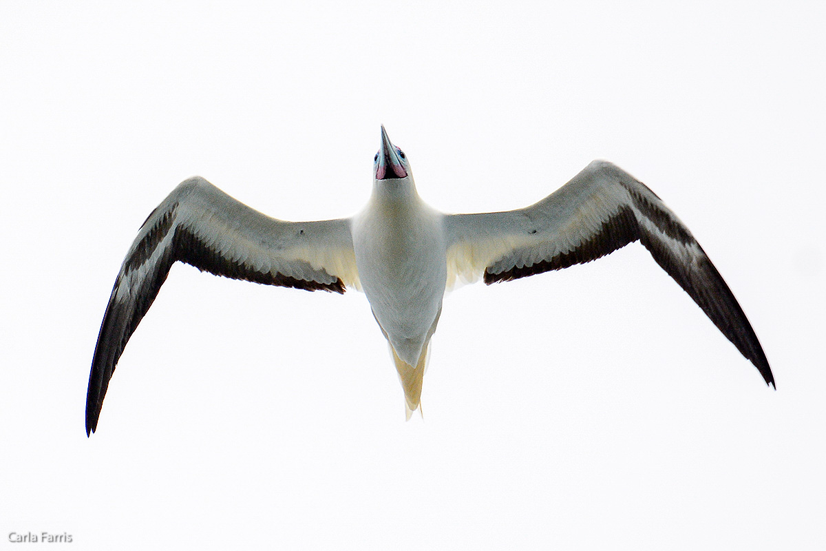 Red-Footed Booby