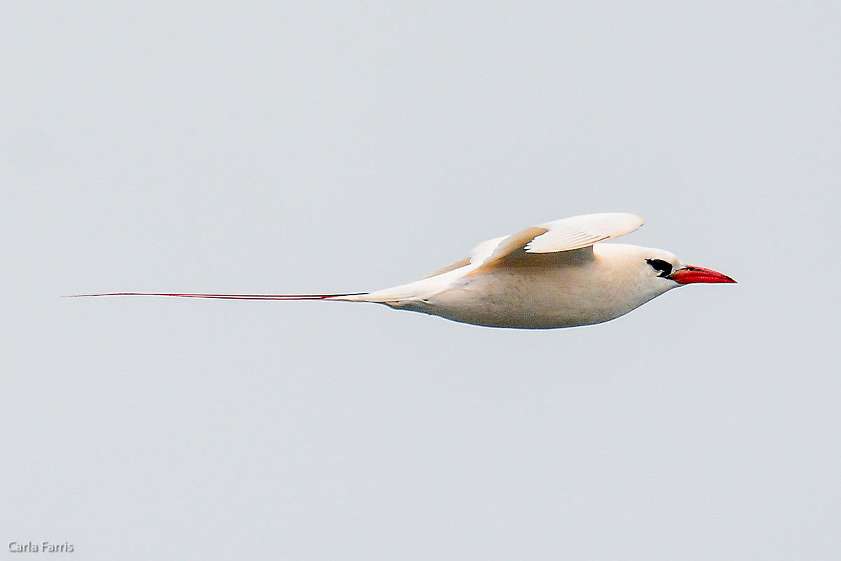 Red-Tailed Tropicbird