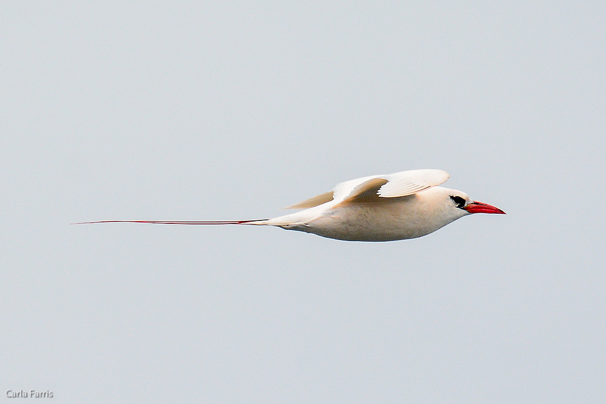 Red-Tailed Tropicbird