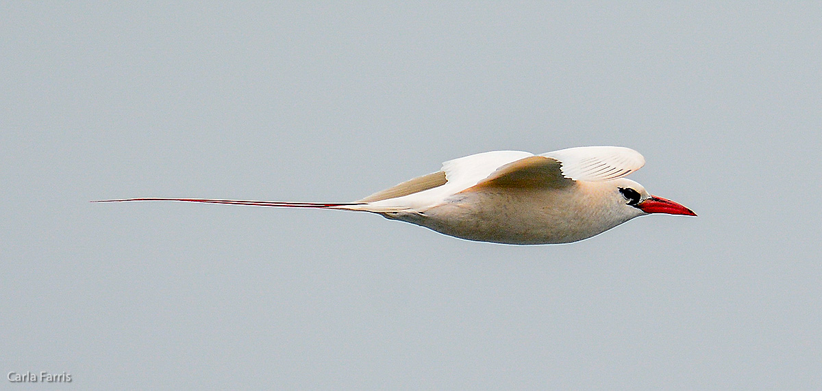 Red-Tailed Tropicbird