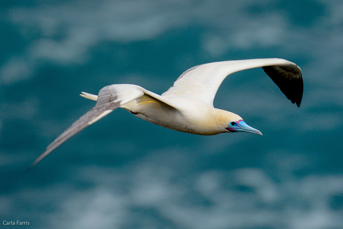 Red-Footed Booby