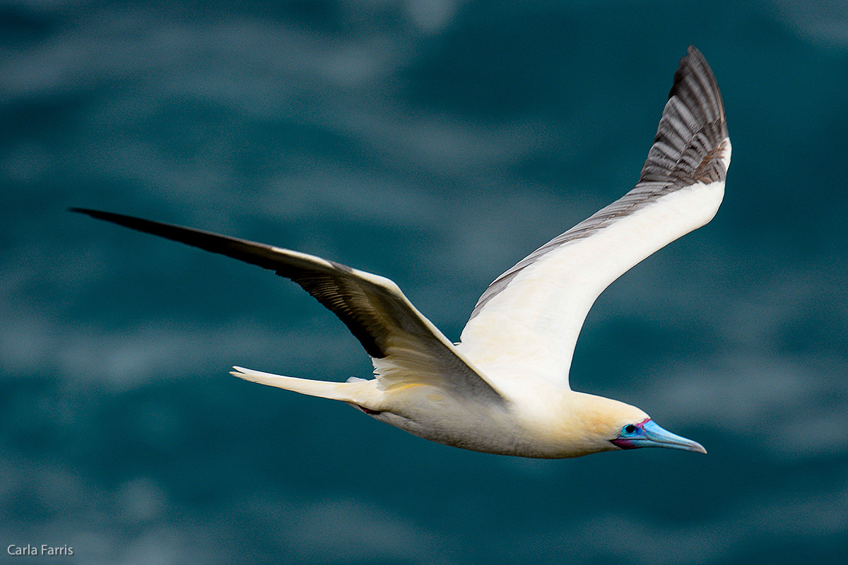 Red-Footed Booby