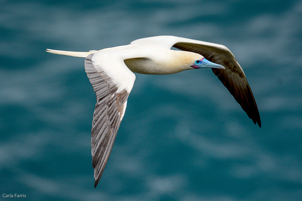 Red-Footed Booby