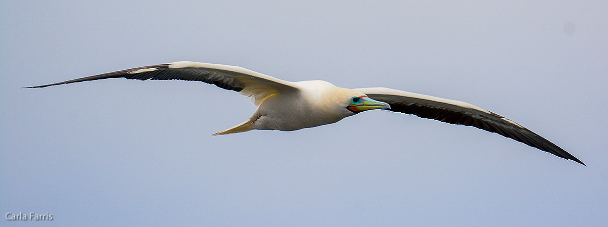 Red-Footed Booby