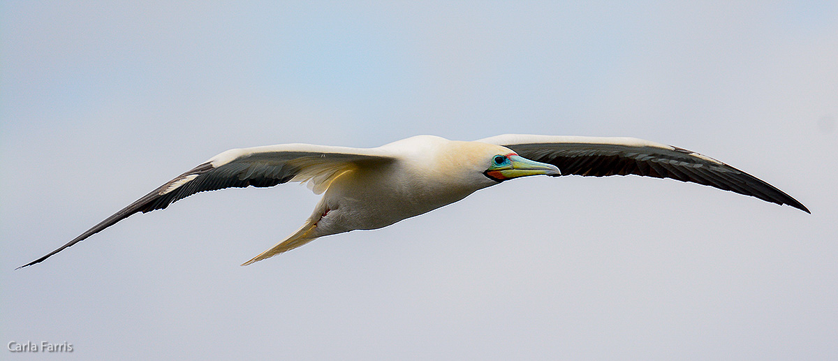 Red-Footed Booby