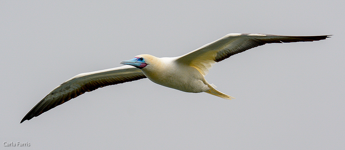 Red-Footed Booby