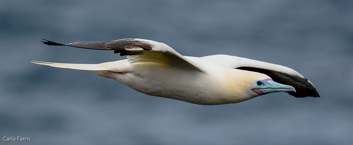 Red-Footed Booby