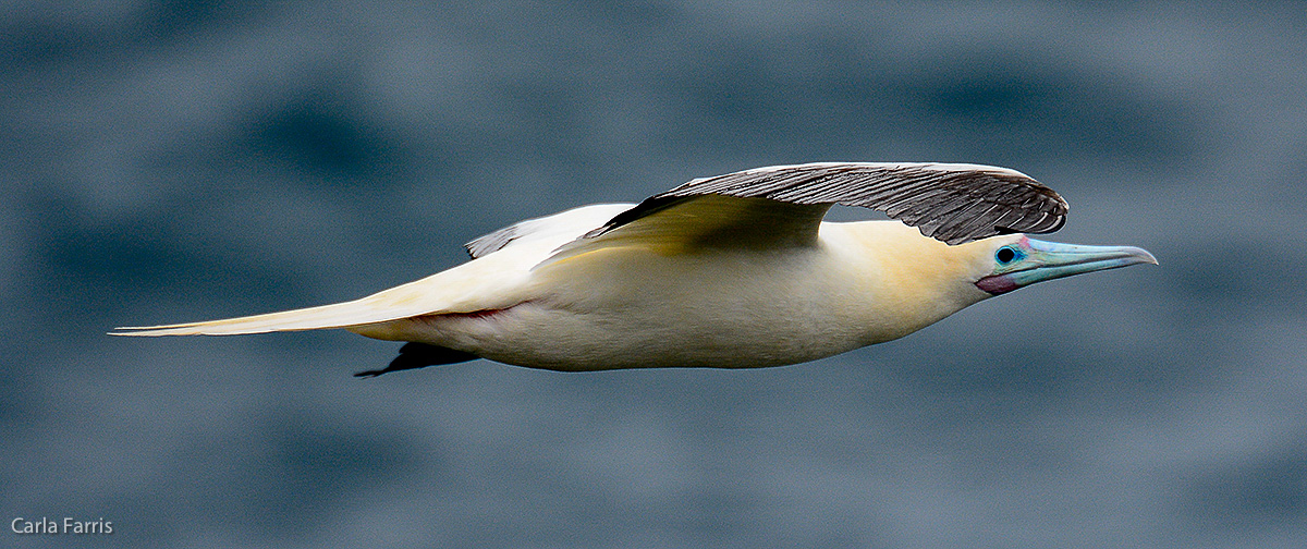 Red-Footed Booby