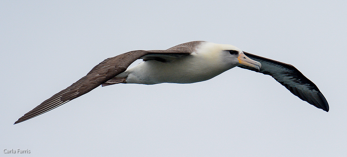 Albatross