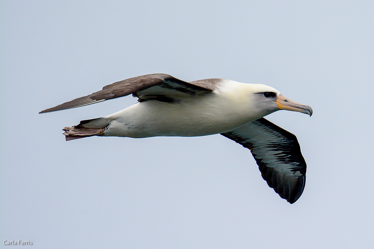 Albatross