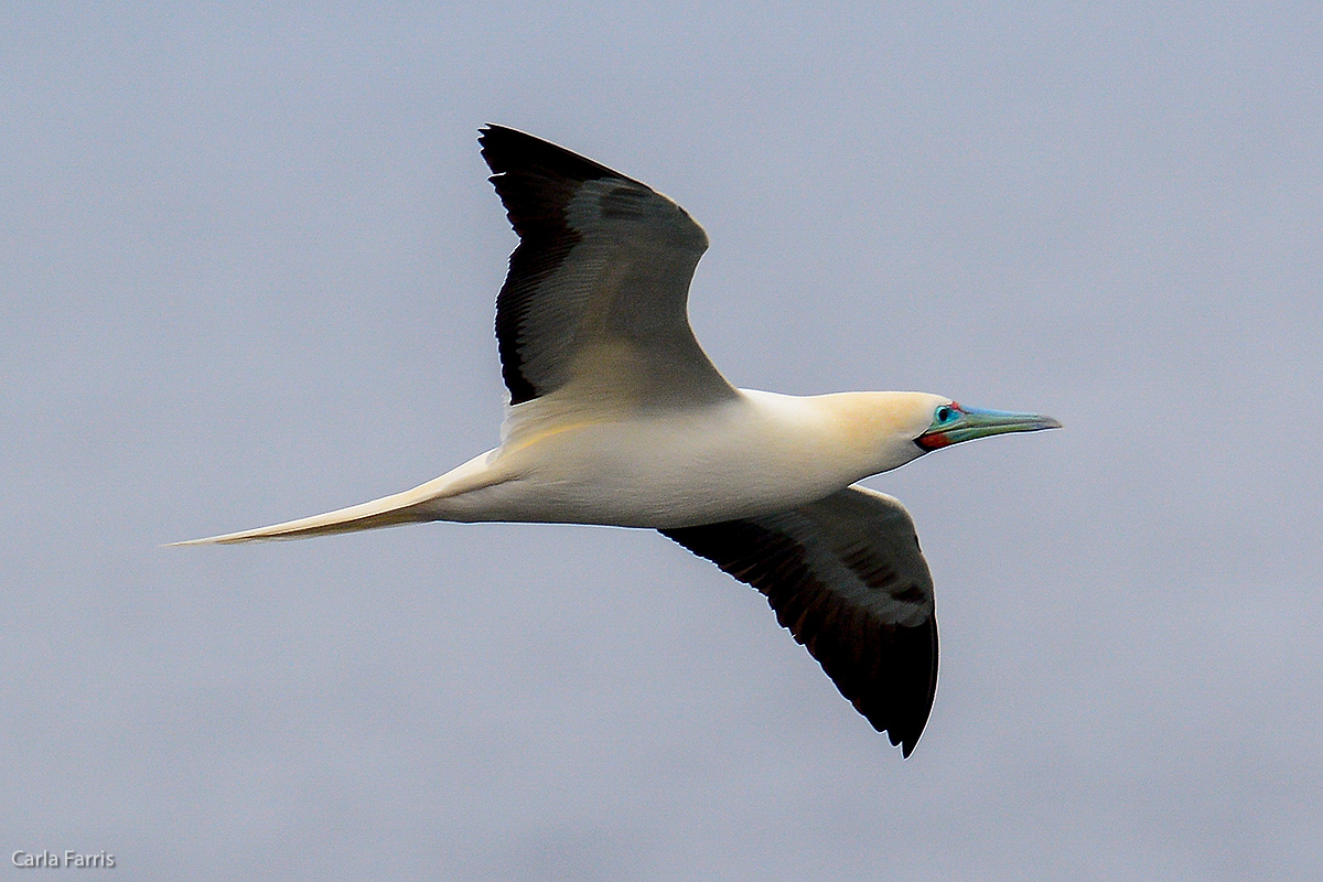 Red-Footed Booby