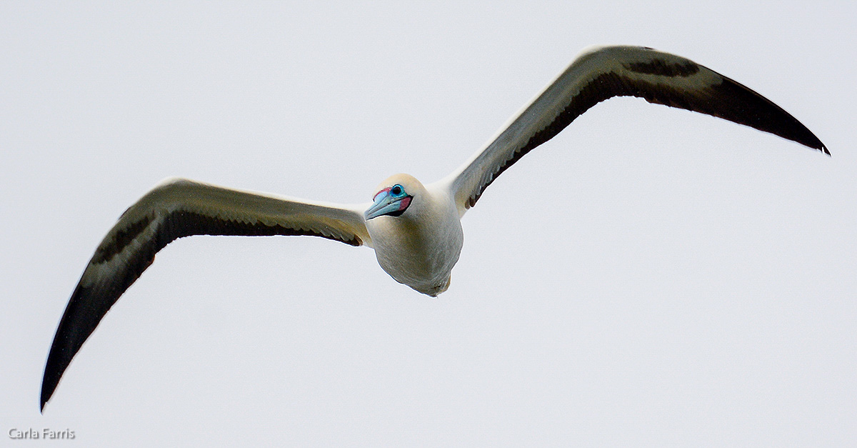 Red-Footed Booby