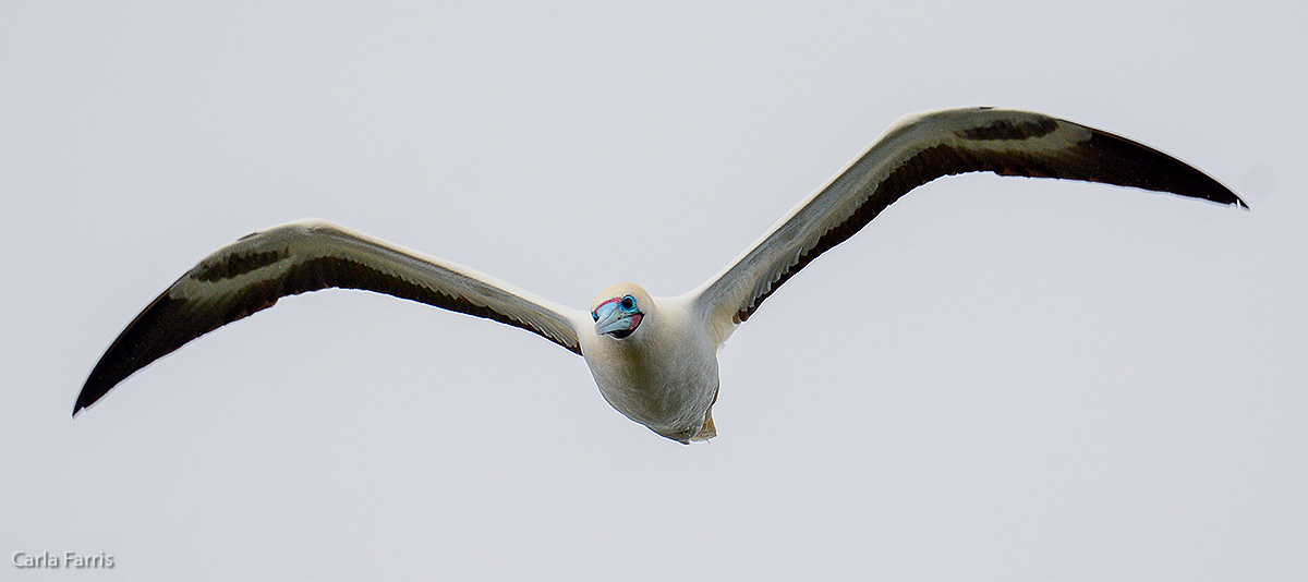 Red-Footed Booby