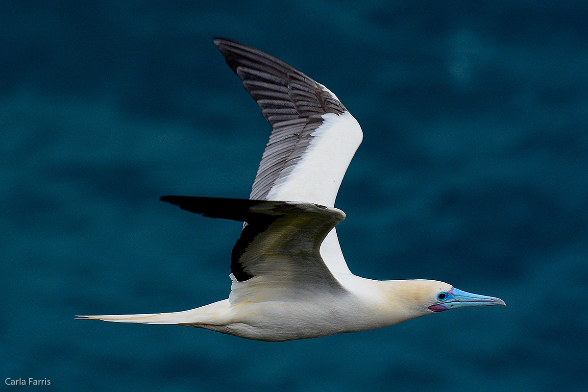 Red-Footed Booby