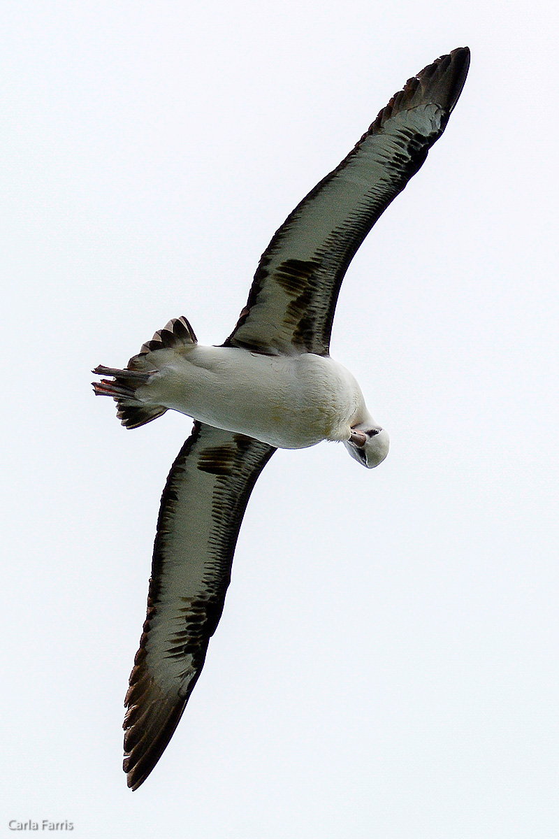 Albatross