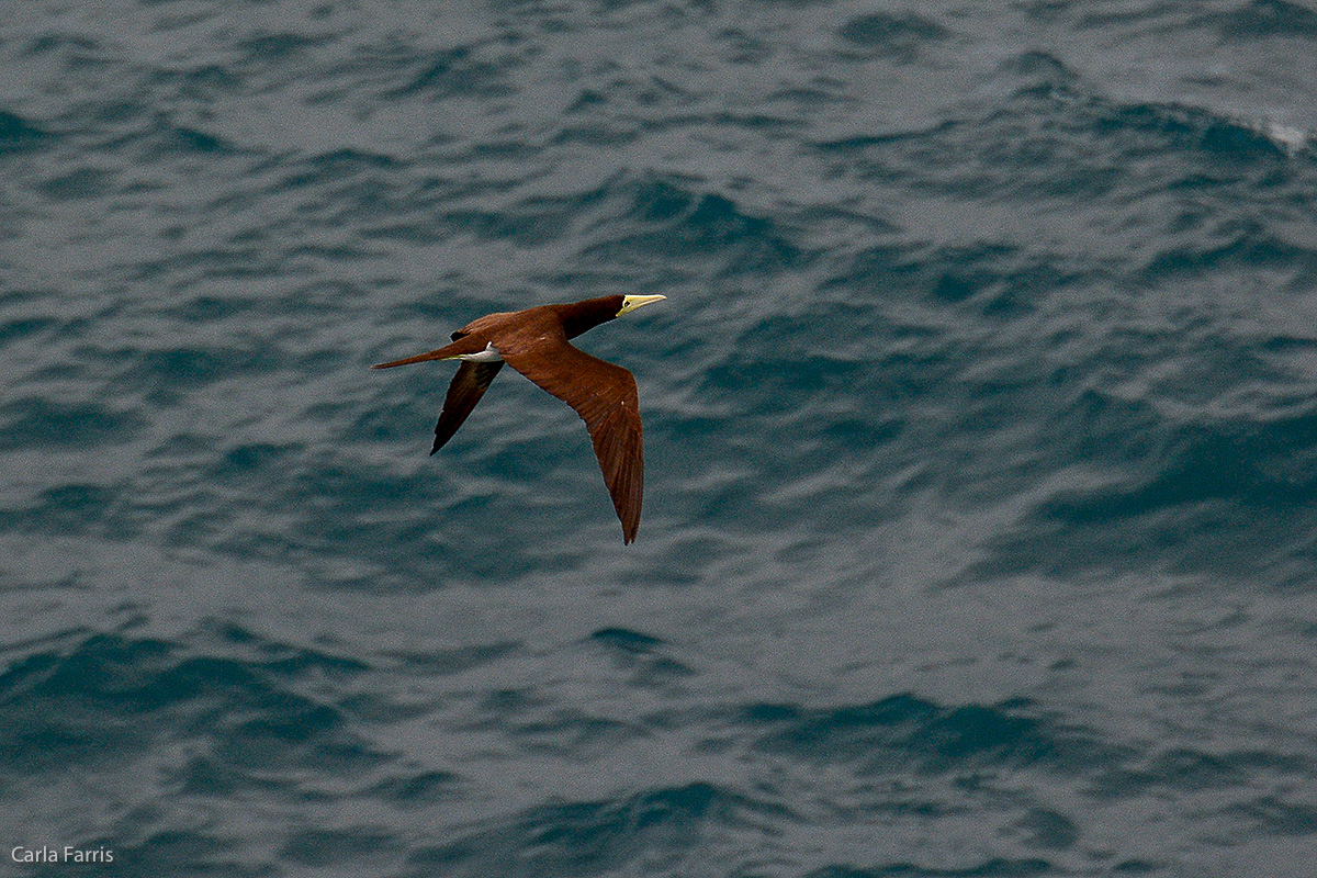 Brown Booby