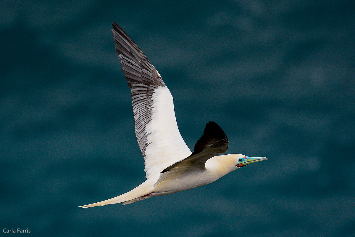 Red-Footed Booby