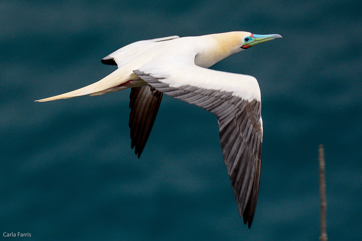 Red-Footed Booby