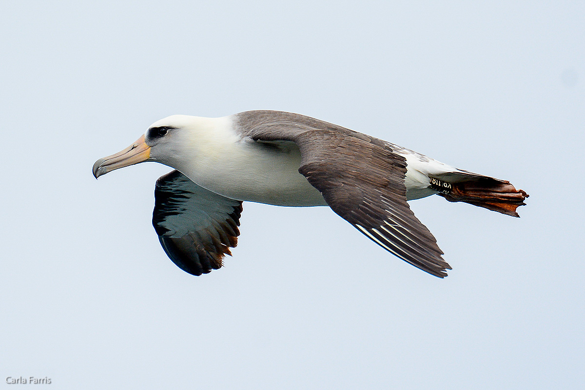 Albatross