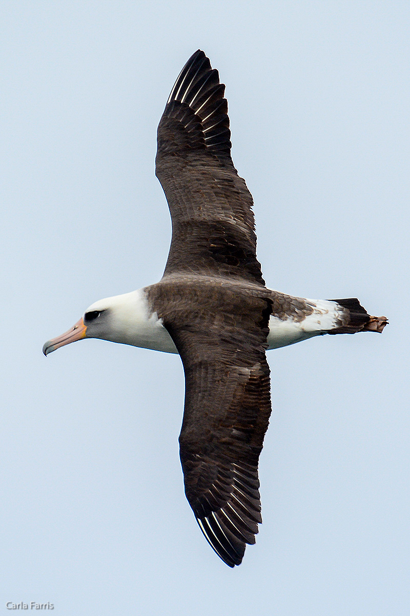 Albatross