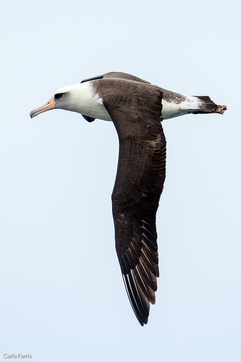 Albatross