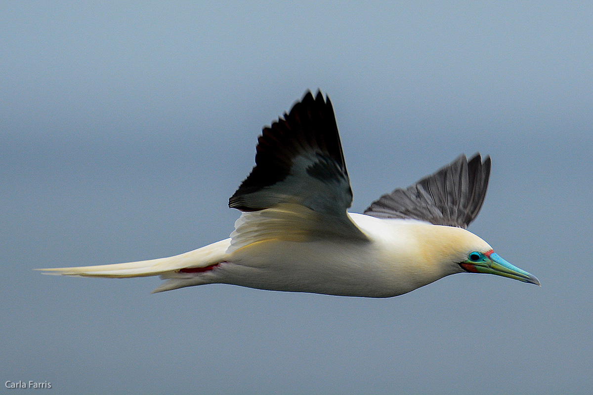 Red-Footed Booby