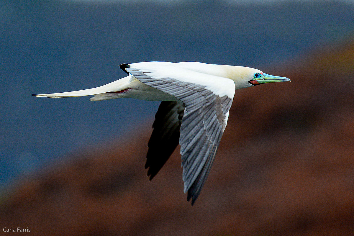 Red-Footed Booby