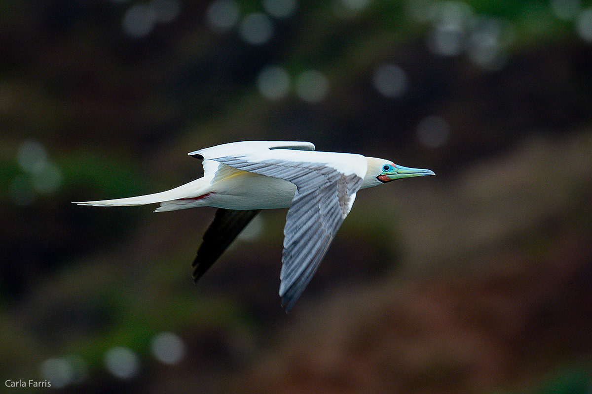 Red-Footed Booby