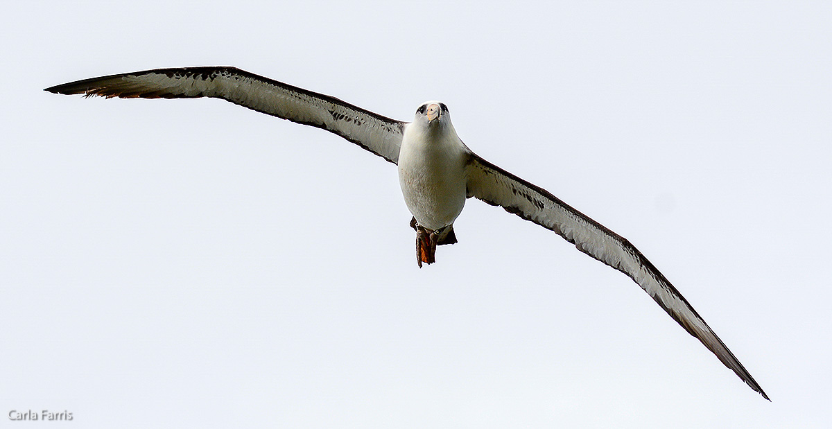 Albatross