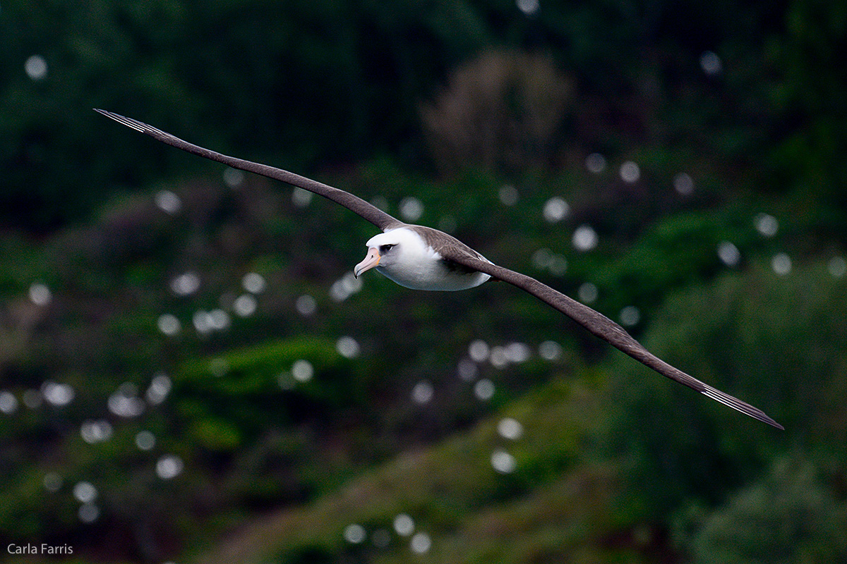 Albatross