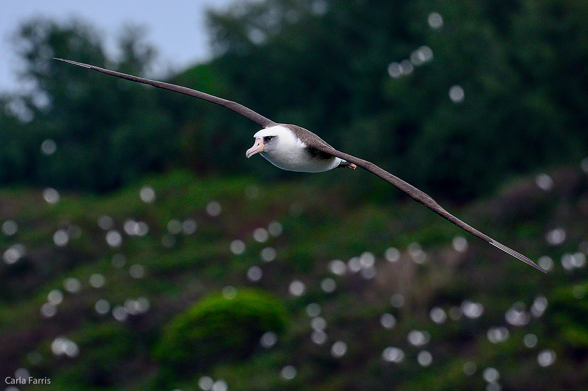 Albatross