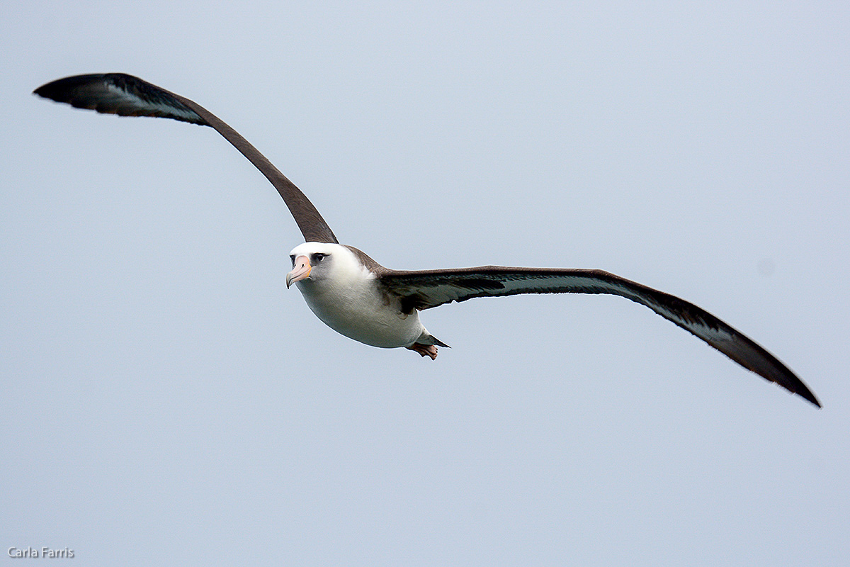 Albatross