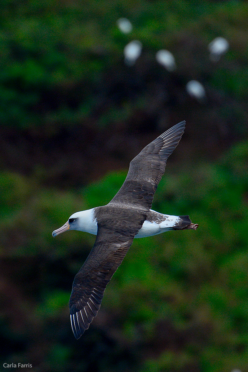 Albatross