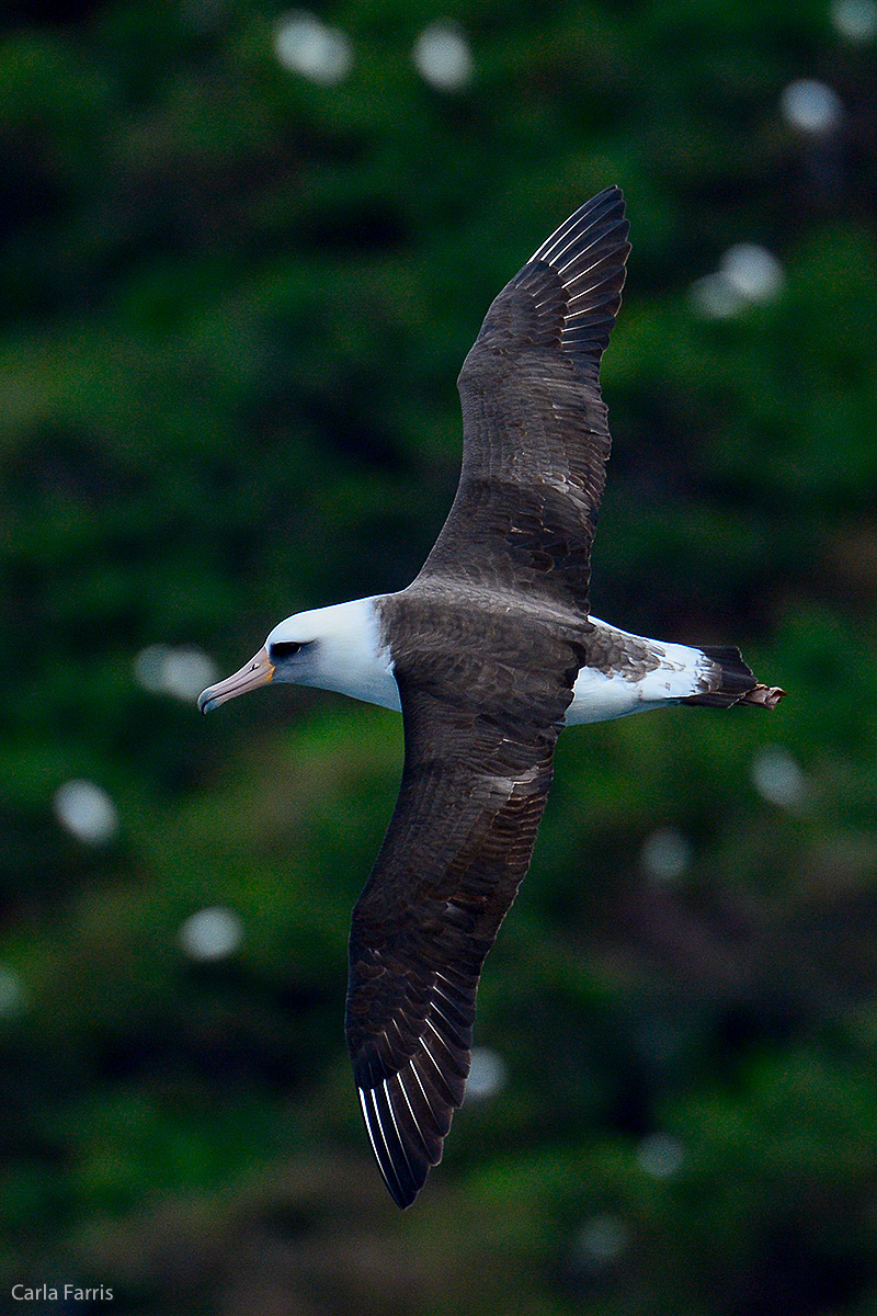 Albatross