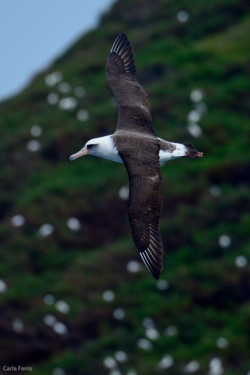 Albatross