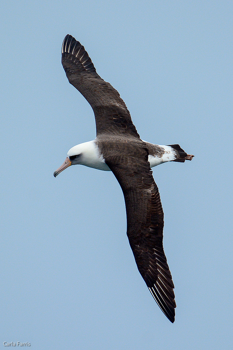 Albatross