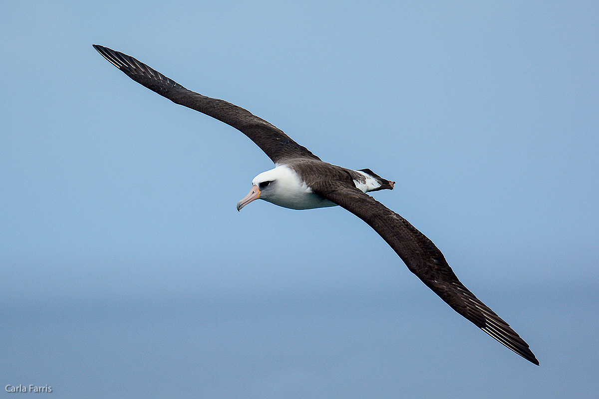 Albatross