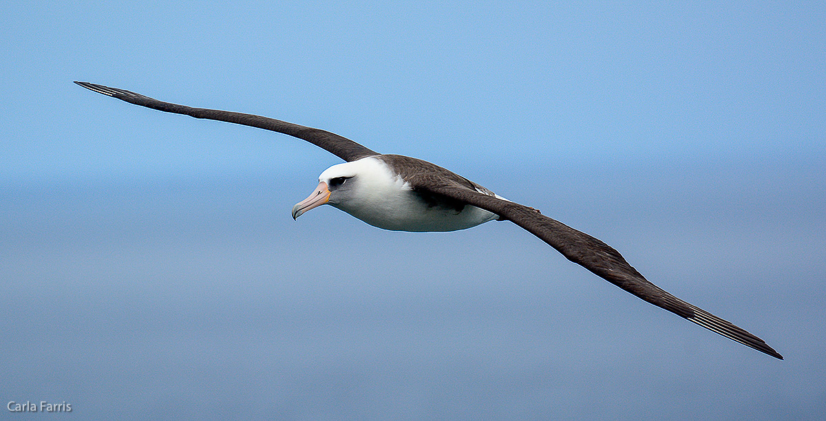 Albatross