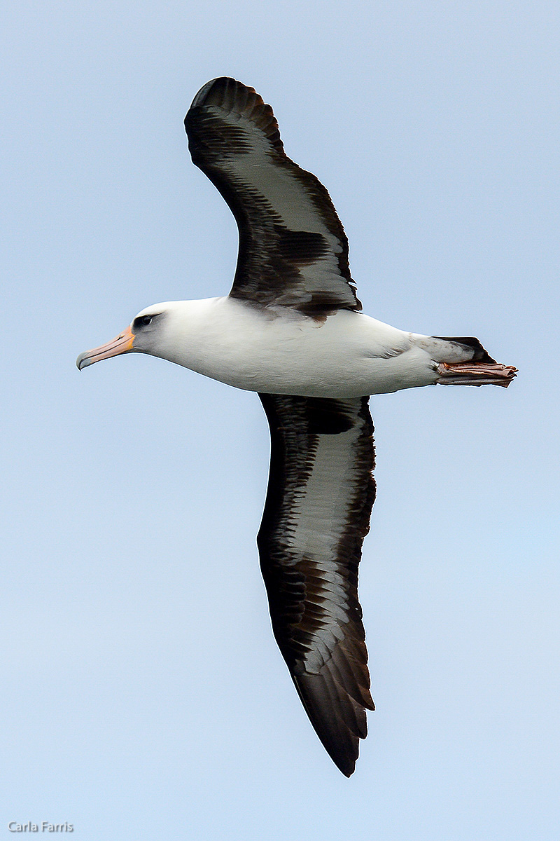 Albatross