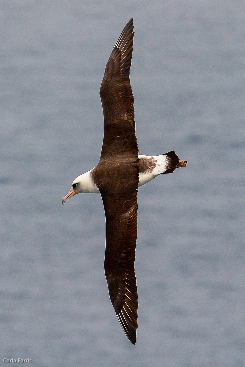 Albatross