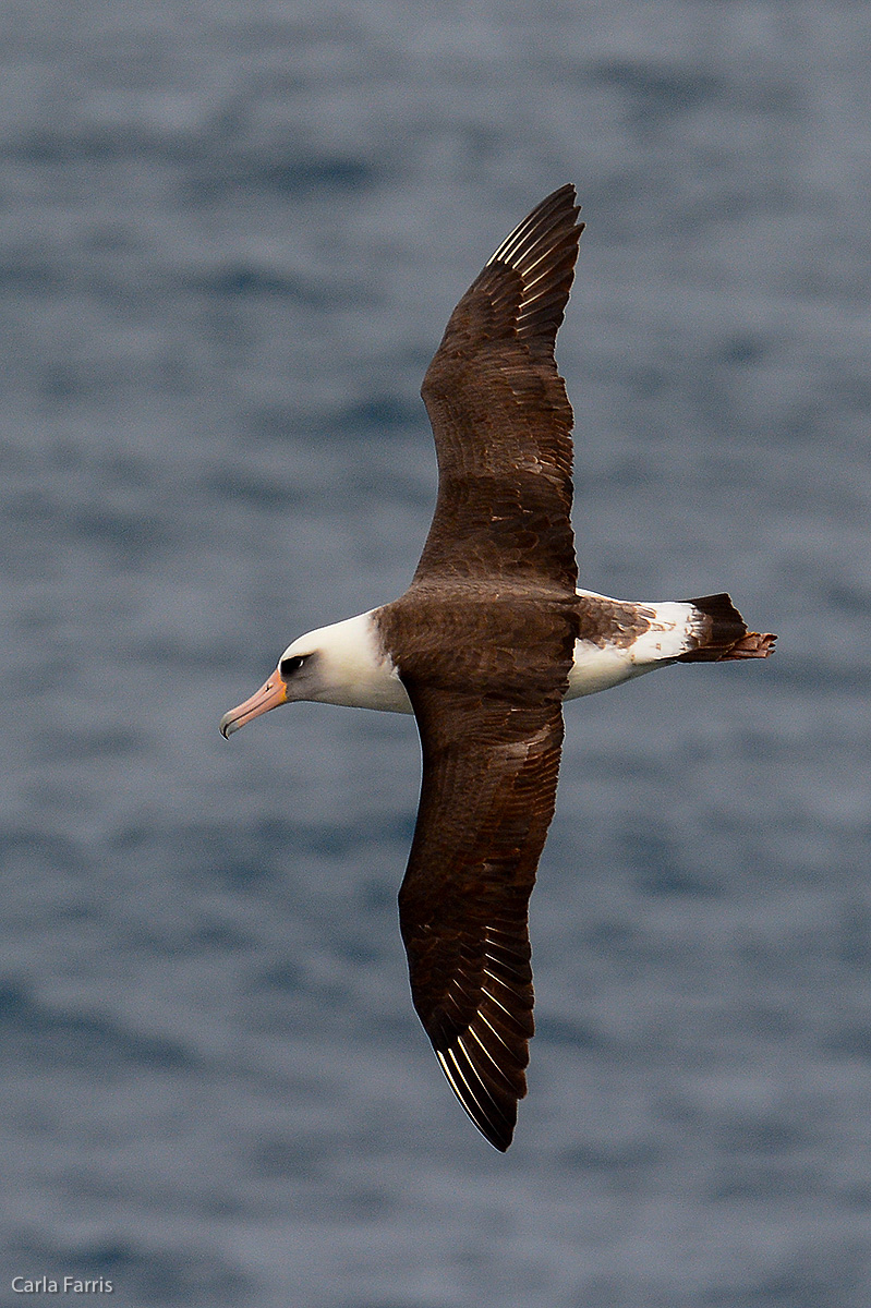 Albatross