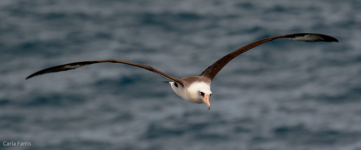 Albatross